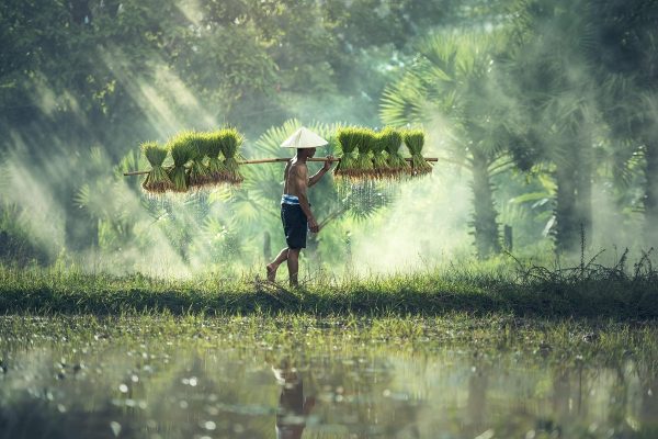 Rizière au Cambodge