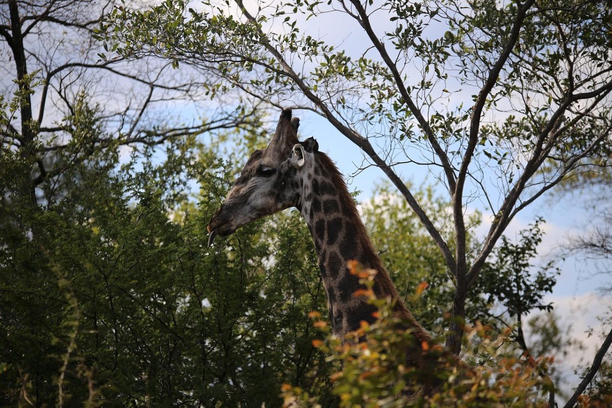 Girafe Parc du Zambèze