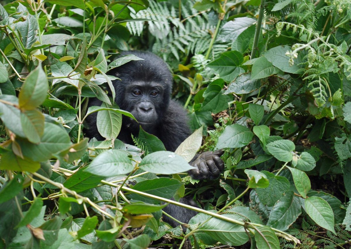 Gorille Rwanda