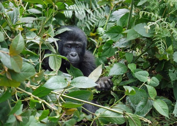 Gorille Rwanda