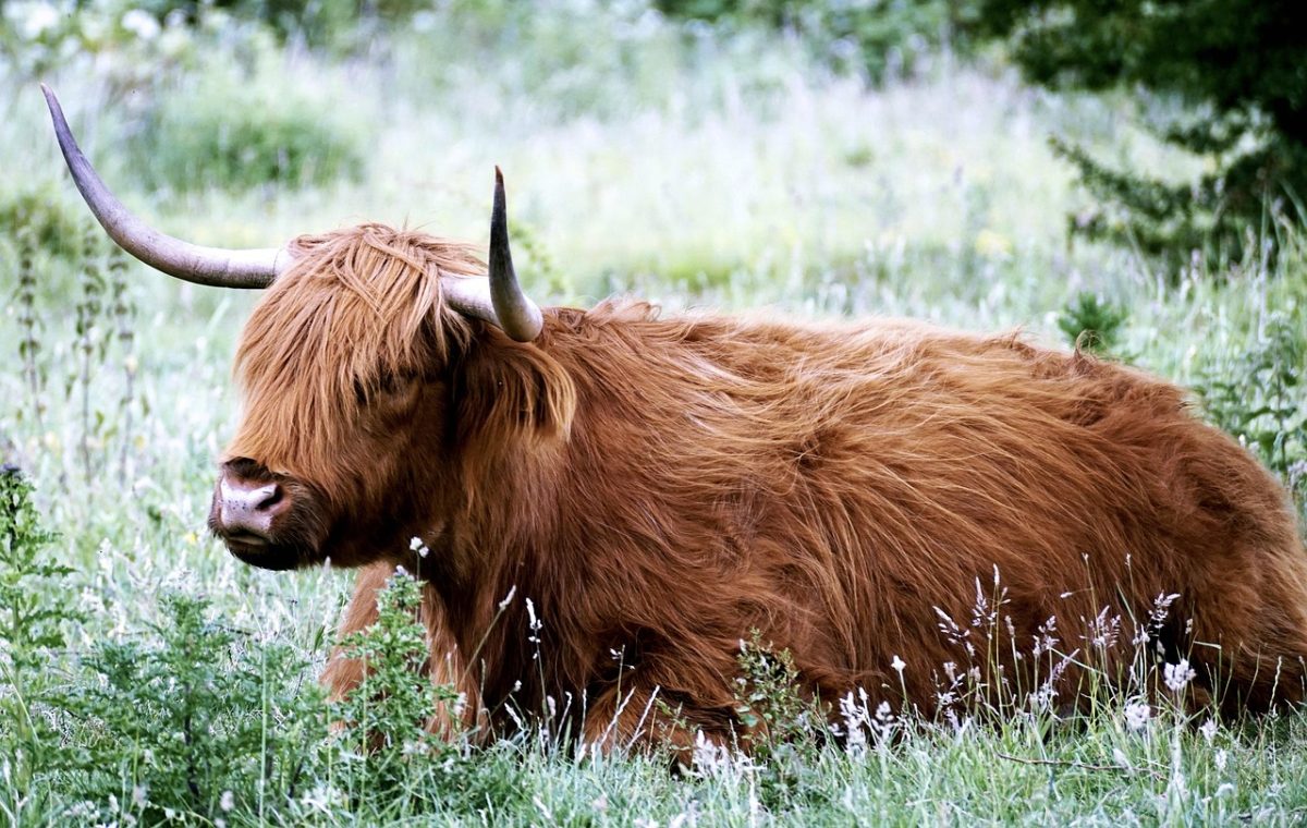 Highland Ecosse